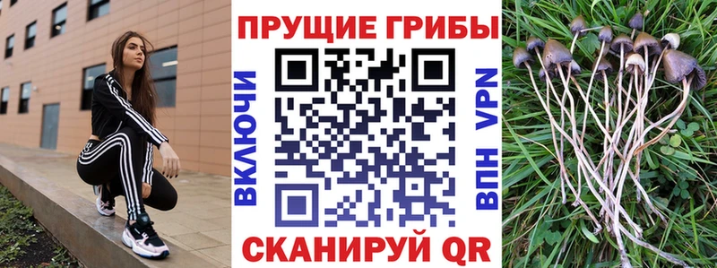 как найти   Дивногорск  дарк нет какой сайт  Галлюциногенные грибы Magic Shrooms 